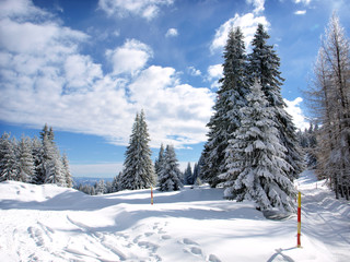 Fototapeta premium Winter Forest