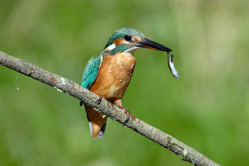 Martín pescador con pez