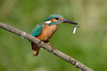 Martín pescador con pez