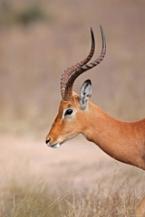 Naklejka premium Impala antelope, Kruger National Park, South Africa