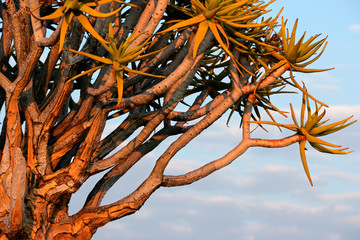 Quiver tree branches, Namibia