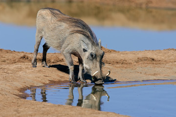 Warthog (Phacochoerus africanus), South Africa