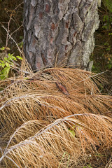 france,flore : aiguilles et tronc de pin