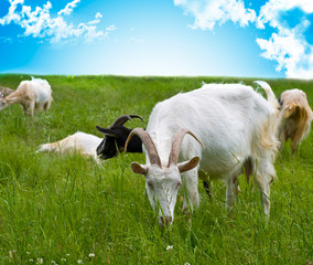 Obraz premium Head of a goats in the forest