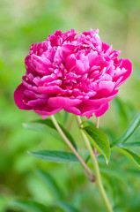 Red peony flowers