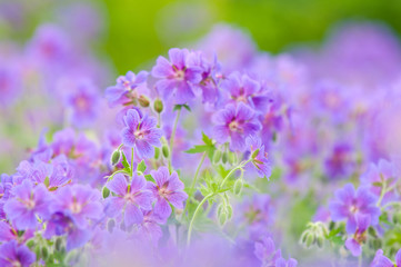 Obraz premium cornflower