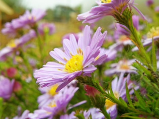 Obraz premium flower