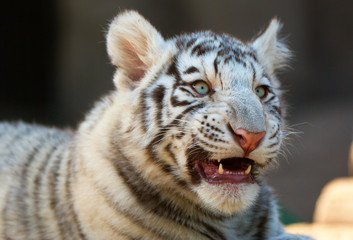 Young White Bengal Tiger