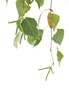 branch of a birch is isolated on a white background