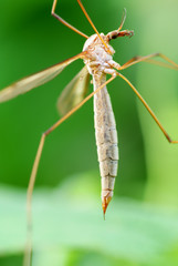 mosquito