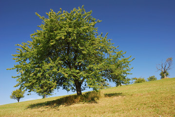 Baum auf Sommerwiese