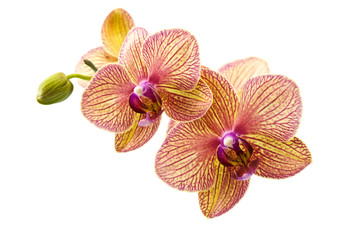 blossom orchid on white background .