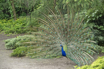 Obraz premium spreaded peacock