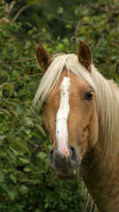 étalon palomino Pie