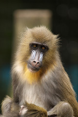 Mandrill looking at you
