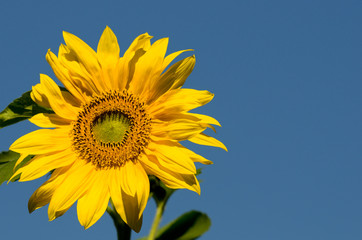 Naklejka premium sunflower