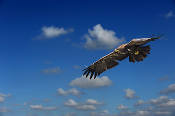 Raubvogel 9
