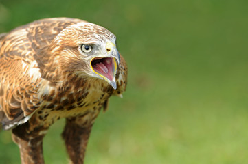Raubvogel 12