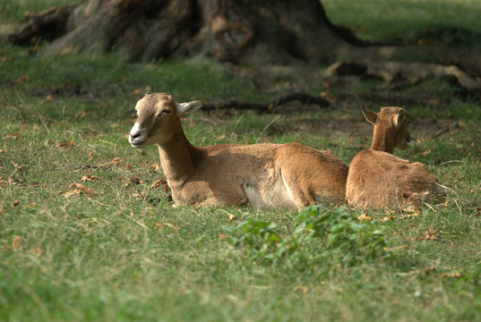 wildschaf