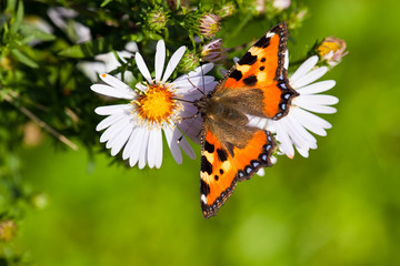 The butterfly collecting pollen on a flower