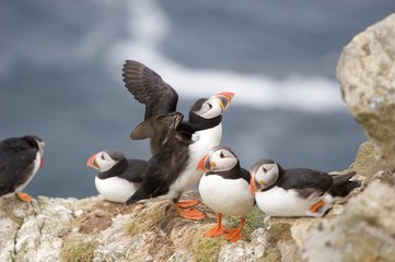 Puffin XV