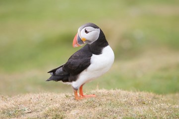 Puffin XIII