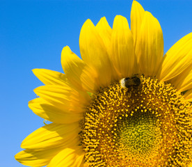 small bee is working on refined sunflower