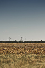 Shaved Field - Abgeerntetes Feld