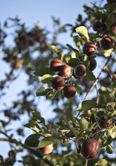 Apfelbaum am Feldwegrand im Herbst