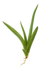 Obraz premium aloe vera