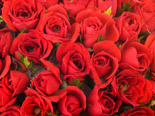 red roses