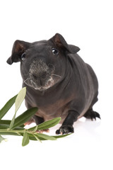 skinny guinea pig and olive branch on white background