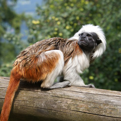 tamarino testa di cotone