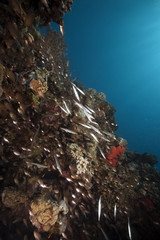 Fototapeta na wymiar ocean, GlassFish i barakudy