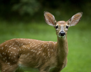 fawn