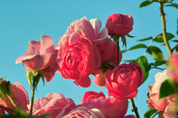Obraz premium Rose