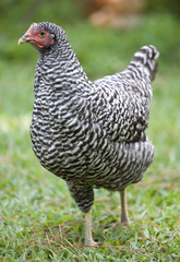 checkerboard hen