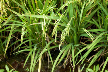 rice