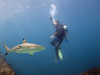 SharkNDive