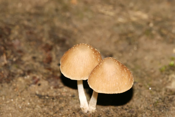 fungi