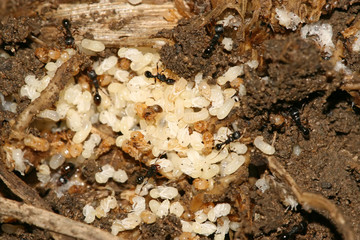 ant egg