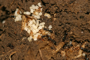 ant egg