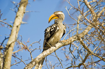 Southern Yellow-billed Hornbill