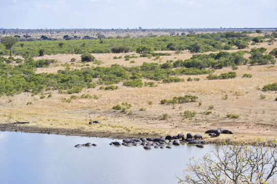 Hippopotamus in a river, lazing in the sun.