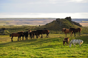 Islandpferde am Myvatn