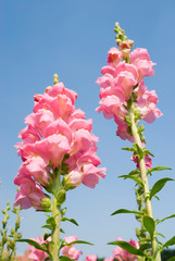 pink Snapdragon flowers under blue sky