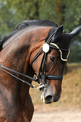 Fototapeta premium Am Zaumzeug