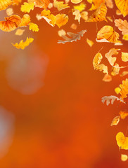 Falling leaves against the autumn background