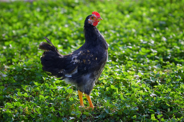 Chicken on grass
