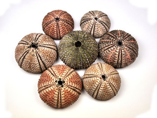 Sea urchin shells on white background